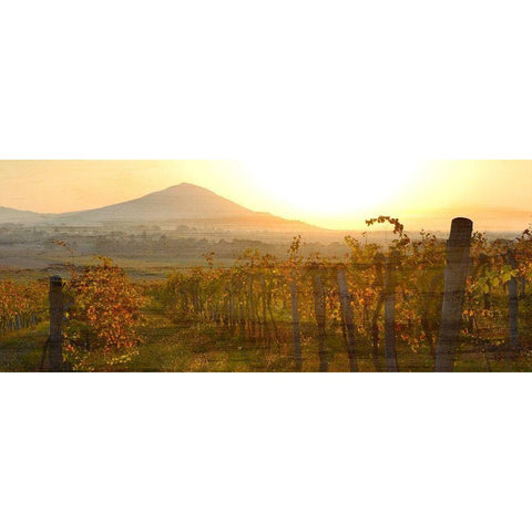 Dawn Over the Vineyard White Modern Wood Framed Art Print by Bailey, Ann