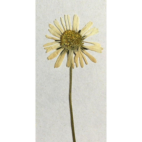Happy 1 White Modern Wood Framed Art Print by Bailey, Ann