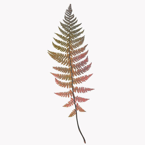 Coral Fern Gold 2 White Modern Wood Framed Art Print by Bailey, Ann