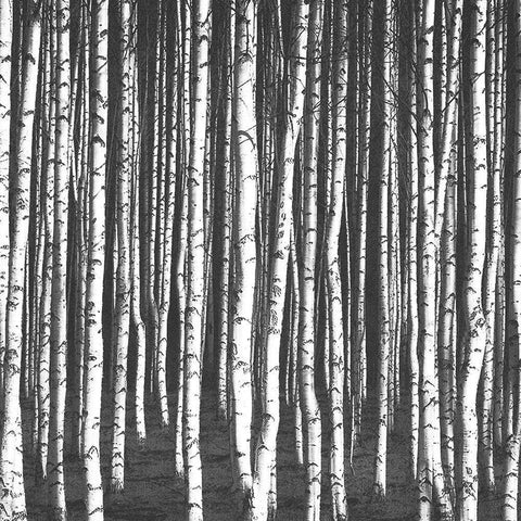 White Birches Black Modern Wood Framed Art Print with Double Matting by Bailey, Ann