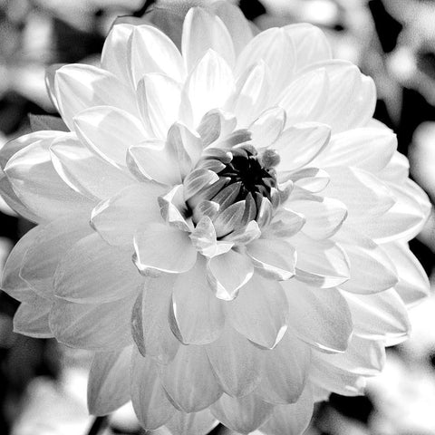 Black and White Bloom White Modern Wood Framed Art Print by Bailey, Ann