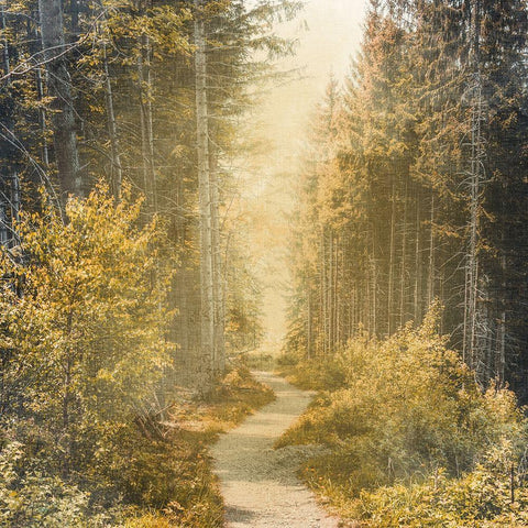 Golden Path Black Modern Wood Framed Art Print with Double Matting by Bailey, Ann