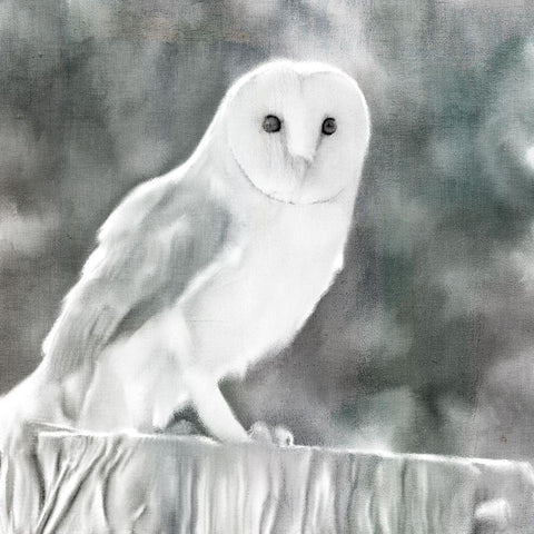 White Barn Owl Gold Ornate Wood Framed Art Print with Double Matting by Bailey, Ann