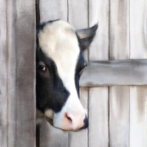 Peeking Cow White Modern Wood Framed Art Print with Double Matting by Bailey, Ann
