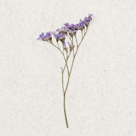 Dainty Purple 3 White Modern Wood Framed Art Print with Double Matting by Bailey, Ann