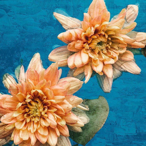 Orange Chrysanthemums White Modern Wood Framed Art Print by Bailey, Ann