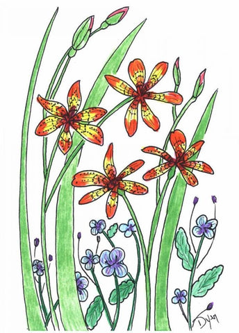 Blackberry Lily Black Ornate Wood Framed Art Print with Double Matting by Dyer, Beverly