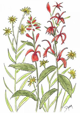 Cardinal Flower White Modern Wood Framed Art Print with Double Matting by Dyer, Beverly