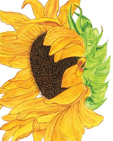 Sunflower 5 Black Ornate Wood Framed Art Print with Double Matting by Gosavi, Bhakti
