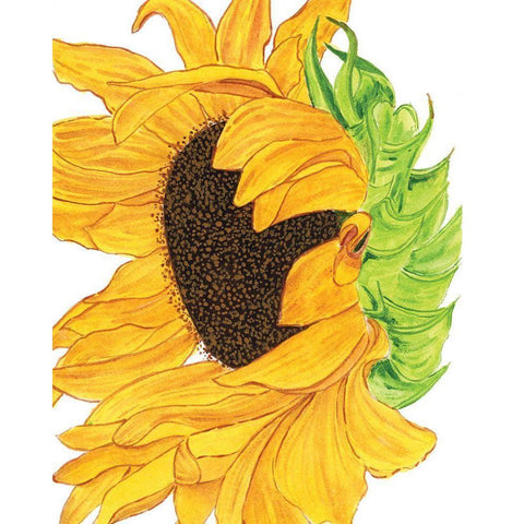 Sunflower 5 Black Modern Wood Framed Art Print with Double Matting by Gosavi, Bhakti