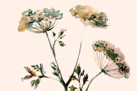 Queens Flowers White Modern Wood Framed Art Print with Double Matting by Boho Hue Studio