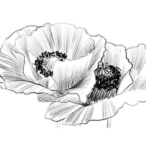 Sketched Poppies 3 Black Modern Wood Framed Art Print with Double Matting by Boho Hue Studio