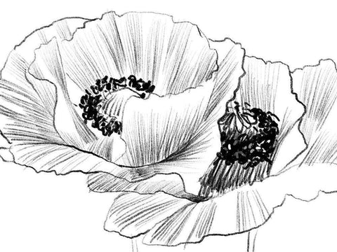 Sketched Poppies 3 Black Ornate Wood Framed Art Print with Double Matting by Boho Hue Studio