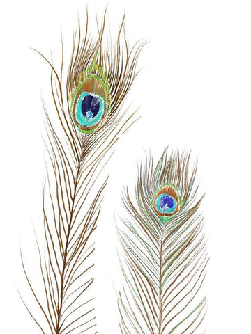 Peacock Love 1 Black Ornate Wood Framed Art Print with Double Matting by Boho Hue Studio