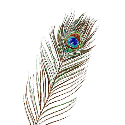 Peacock Single 1 Black Modern Wood Framed Art Print by Boho Hue Studio