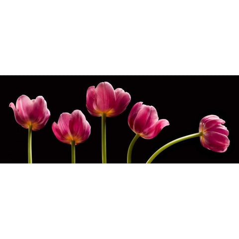 Five Tulips Black Modern Wood Framed Art Print with Double Matting by Seidman, Barry