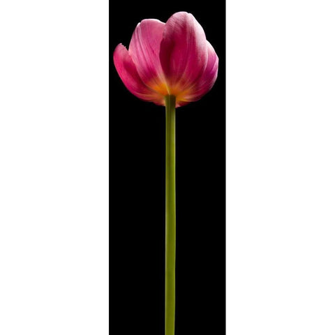 Tall Purple Tulip White Modern Wood Framed Art Print by Seidman, Barry