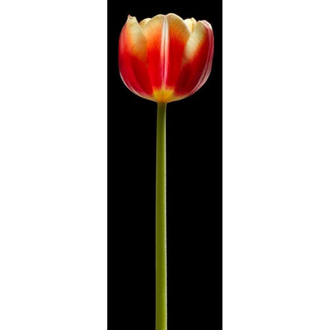 Tall Orange Tulip White Modern Wood Framed Art Print by Seidman, Barry