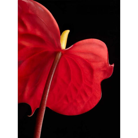 Anthurium 1 White Modern Wood Framed Art Print by Seidman, Barry