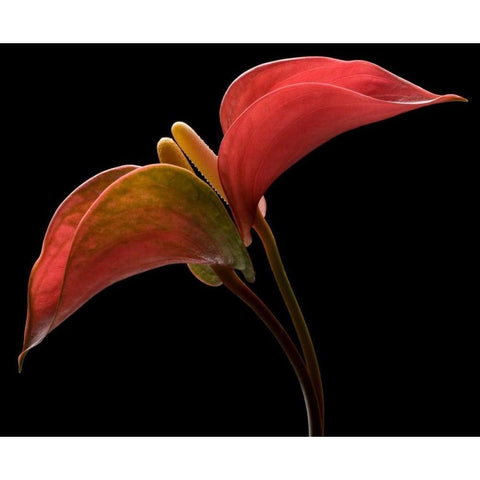 Anthurium 2 Black Modern Wood Framed Art Print with Double Matting by Seidman, Barry