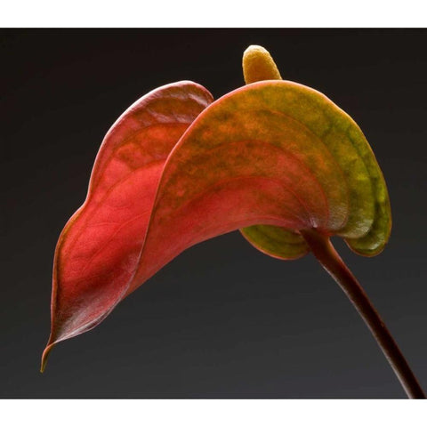 Anthurium 3 White Modern Wood Framed Art Print by Seidman, Barry