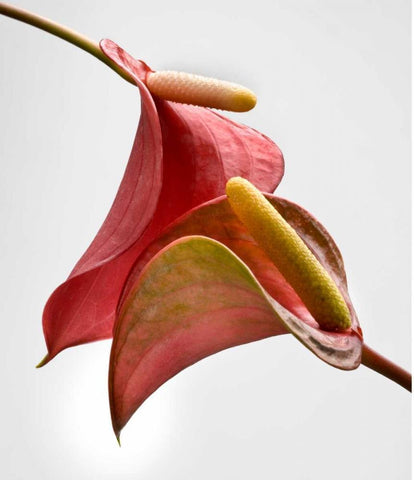 Anthurium 2 White Modern Wood Framed Art Print with Double Matting by Seidman, Barry