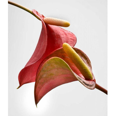 Anthurium 2 White Modern Wood Framed Art Print by Seidman, Barry