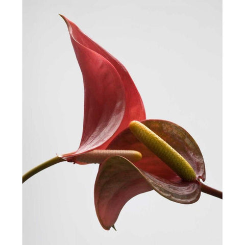 Anthurium 3 White Modern Wood Framed Art Print by Seidman, Barry