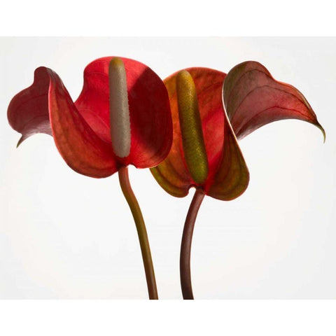 Anthurium 1 White Modern Wood Framed Art Print by Seidman, Barry