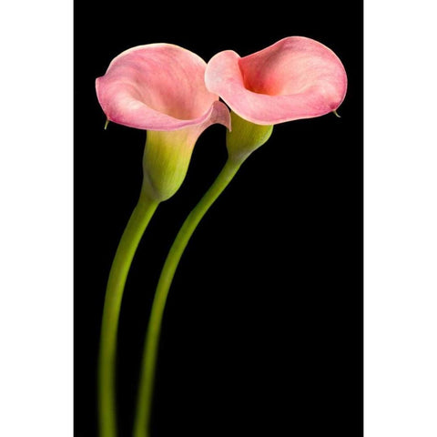 Pink Calla Lilies Black Modern Wood Framed Art Print with Double Matting by Seidman, Barry