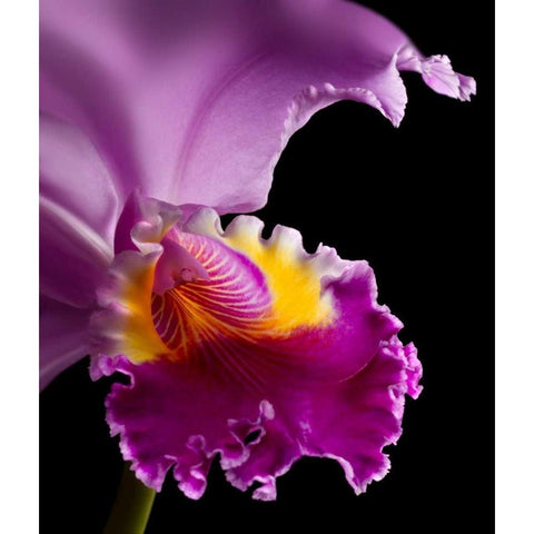 Purple Orchid Gold Ornate Wood Framed Art Print with Double Matting by Seidman, Barry