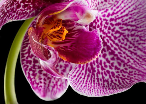 Purple Orchid 2 White Modern Wood Framed Art Print with Double Matting by Seidman, Barry