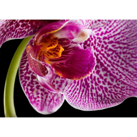 Purple Orchid 2 White Modern Wood Framed Art Print by Seidman, Barry