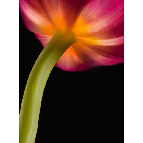 Glowing Tulip Gold Ornate Wood Framed Art Print with Double Matting by Seidman, Barry