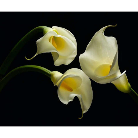 Three Calla Lillies Gold Ornate Wood Framed Art Print with Double Matting by Seidman, Barry