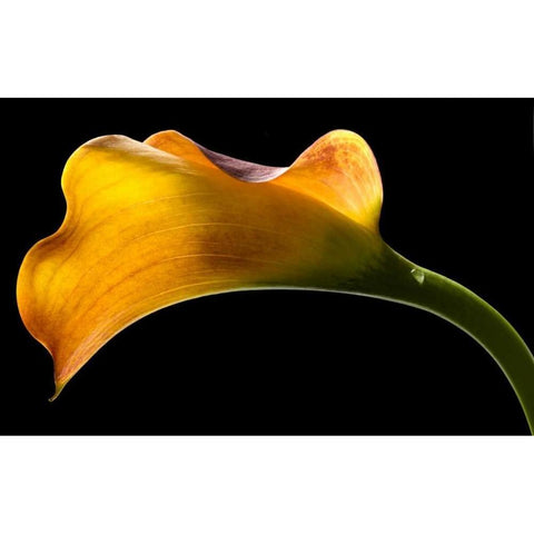 Mango Calla Lily Black Modern Wood Framed Art Print with Double Matting by Seidman, Barry