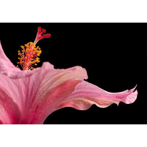 Hibiscus 1 Black Modern Wood Framed Art Print with Double Matting by Seidman, Barry