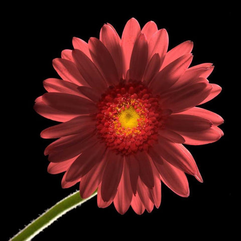 Gerber Daisy 1 Black Modern Wood Framed Art Print by Seidman, Barry