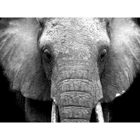 Elephant Lore White Modern Wood Framed Art Print by Alvarez, Cynthia