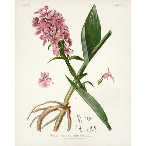 Botanical 2 Black Modern Wood Framed Art Print with Double Matting by Alvarez, Cynthia