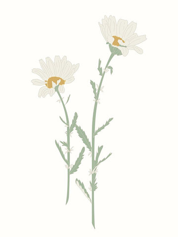 Wildflower Oxeye Daisy White Modern Wood Framed Art Print with Double Matting by Sweet Melody Designs