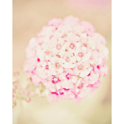 Pink Flower Ball White Modern Wood Framed Art Print by Davis Ashley