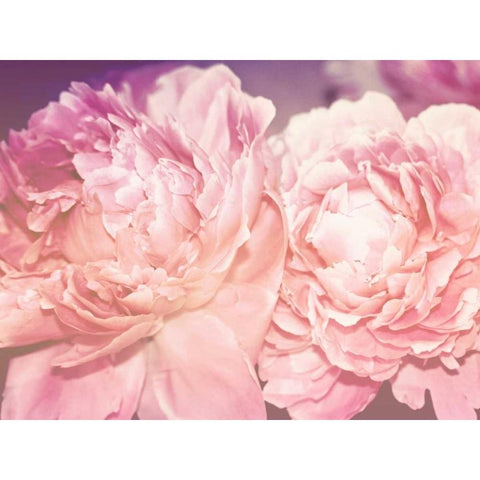 Pink Peony Black Modern Wood Framed Art Print by Davis Ashley