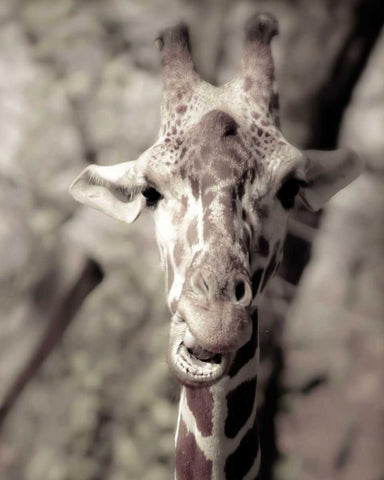 Giraffe whats up White Modern Wood Framed Art Print with Double Matting by Davis Ashley