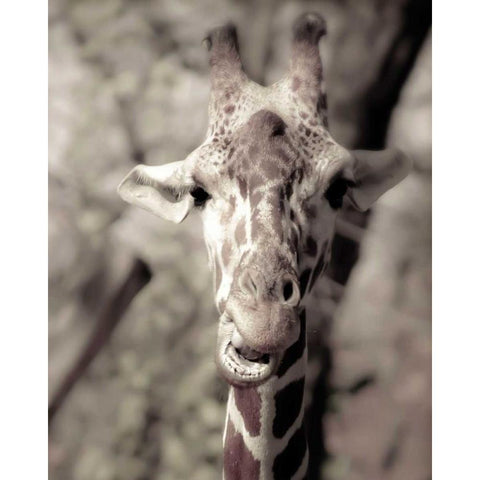 Giraffe whats up Black Modern Wood Framed Art Print by Davis Ashley