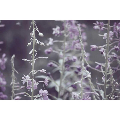 Lavender bushes Gold Ornate Wood Framed Art Print with Double Matting by Davis Ashley