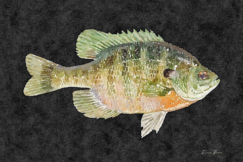 Blue Gill White Modern Wood Framed Art Print with Double Matting by Brown, Denise