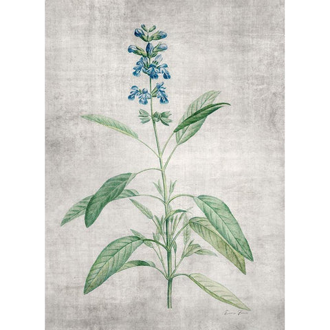 Blue Botanical 1 White Modern Wood Framed Art Print by Brown, Denise