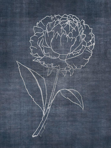 White Peony on Navy 1 White Modern Wood Framed Art Print with Double Matting by Brown, Denise
