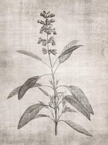 Sepia Botanical 1 Black Ornate Wood Framed Art Print with Double Matting by Brown, Denise